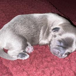 Shih Tzu Puppies from Lavender Lane Tzus