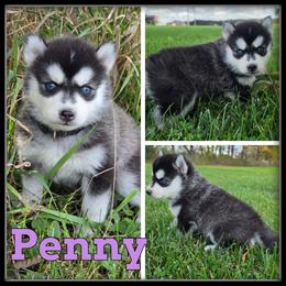 Penny - Black and white female Siberian Husky puppy in Merrill, Michigan from Haase Family Kennels