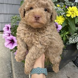 Apricot Boy - Black male Poodle puppy in Kalamazoo, Michigan from Creekside Ranch