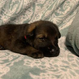 Male 2-Red collar - Sable male German Shepherd puppy in Effingham County, Illinois from Delaney Working Dogs