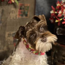 Ace - Miniature Schnauzer