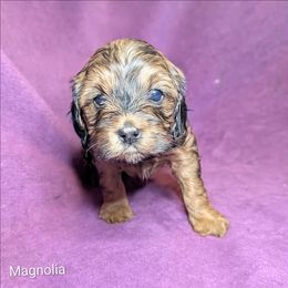 Magnolia - Sable female Cockapoo puppy in Sunset, Louisiana from Cano Cockapoos