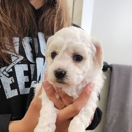 Bichon Frise Puppies from Waterloo Bichons AKC