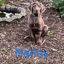 Labradoodle Puppies from River Home Doodles