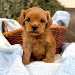Lotus - Red female Cavapoo puppy in Queen Creek, Arizona from Dulcito Doodles