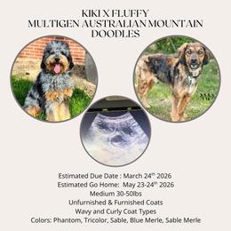 Australian Mountain Doodle puppies from WestPenn Doodles LLC