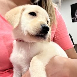 Labrador Retriever and Pembroke Welsh Corgi Puppies from Burress Family Farm and Kennels