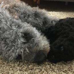 Chinese Shar-Pei and Pumi Puppies from Nixie Kennels