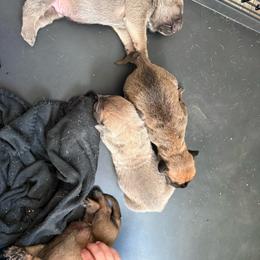 Alvin - Gray and fawn male Cane Corso puppy in Brazil, In, Indiana from Lazy A Ranch & Kennels
