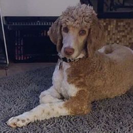 Izzy - Poodle