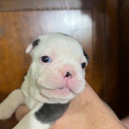 Boston Terrier Puppies from Candi's Boston Terriers