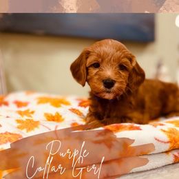 Purple girl - Red  female Goldendoodle puppy in Dupont, Washington from Willow Tree Doodles