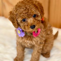 Azalea - Red  female Poodle puppy in Salem, Oregon from Lavish Poodles