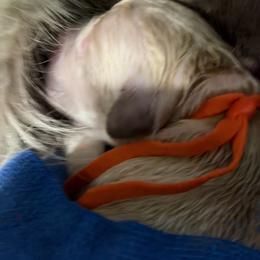 Patriot (orange collar) - Light golden male Golden Retriever puppy in Gainesville, Florida from Heart and Soul Dog Breeding, Inc.