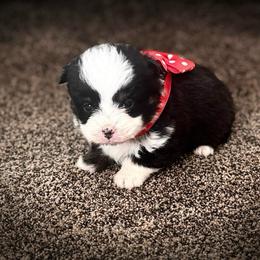 Boy 1 - Black and tan male Corgipoo puppy in Junction, Utah from Sugar Doodles