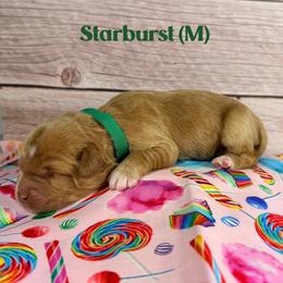 Starburst - Caramel male Australian Labradoodle puppy in Silver Spring, Maryland from Potomac Australian Labradoodles