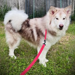 Atlas - Red and white male Alaskan Malamute puppy in Michigan from Warrior’s Legacy Alaskan Malamutes