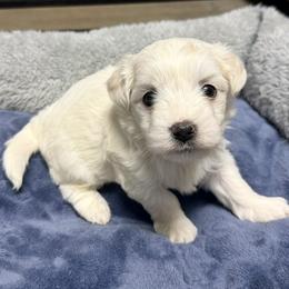 Millie - White female Coton de Tulear puppy in Mead, Oklahoma from Bar W Cotons