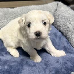 Millie - White female Coton de Tulear puppy in Mead, Oklahoma from Bar W Cotons
