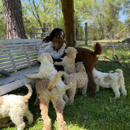 Poodles from Farm Life Poodles at Davis Farms