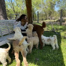 Poodles from Farm Life Poodles at Davis Farms