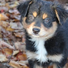 Boy 4 - Miniature Australian Shepherd puppy from HaVen Homestead Miniature Australian Shepherds