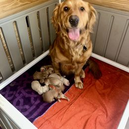 Golden Retriever Puppies from Apple Country Retrievers