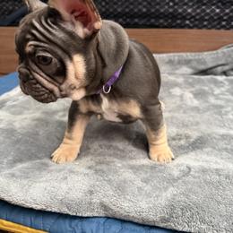 French Bulldog Puppies from Royal velvet frenchies