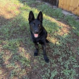 Mavrick - Black male German Shepherd puppy in Saluda, South Carolina from Ray Ranch, LLC