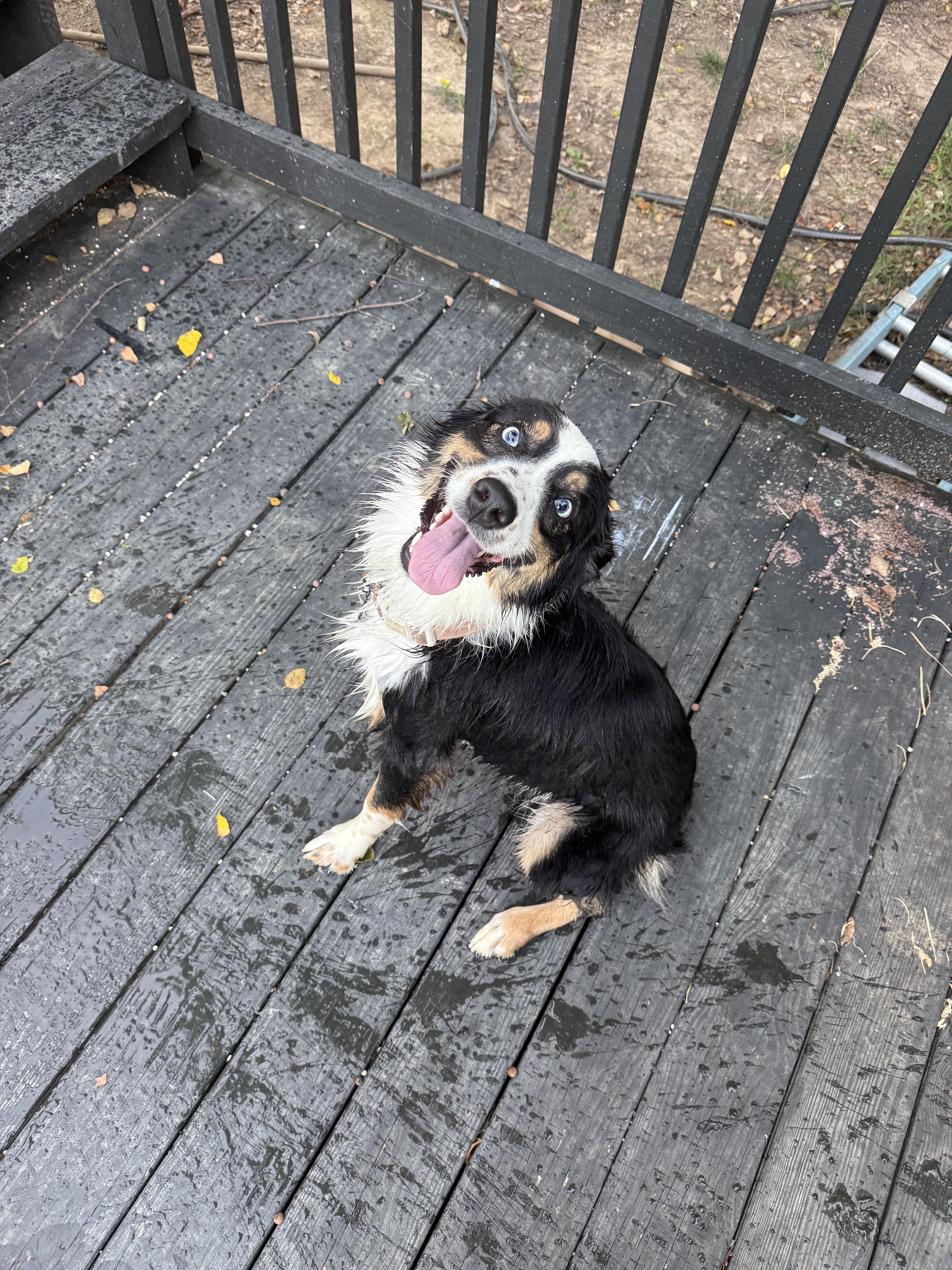 Piper