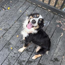 Piper - Australian Shepherd