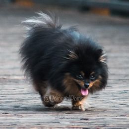Muffin - Pomeranian