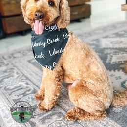 Jace - Goldendoodle