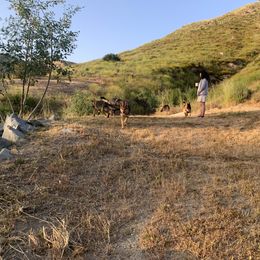 German Shepherd Puppies from Four Pines Ranch