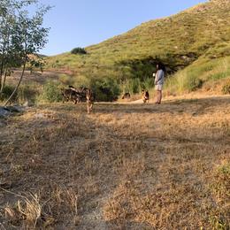 German Shepherd Puppies from Four Pines Ranch