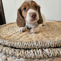Gavin - Piebald male Dachshund puppy in Mountain Grove, Missouri from Boot Scootin Pups
