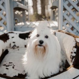 Jagger - Coton de Tulear