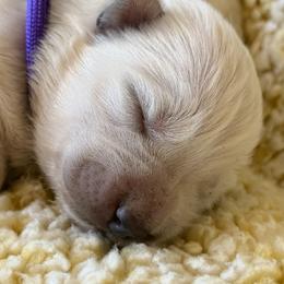 Maroon Girl - White female German Shepherd puppy in Bexar County, Texas from Scenic Creek German Shepherds and White Swiss Shepherds