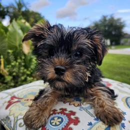 Oreo - Black and gold male Yorkshire Terrier puppy in Tamarac, Florida from Yorkiefamily7