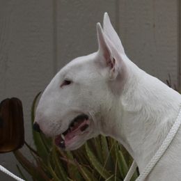 Cora - Bull Terrier