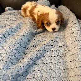 Malcom - Blenheim male Cavalier King Charles Spaniel puppy in Athens, Georgia from Sandy Cross Kennels