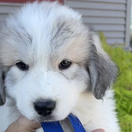 Boy 6 Mr Royal Blue - Great Pyrenees puppy in Idaho from Portneuf Range Pyrenees