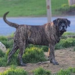 Goliath - Mastiff