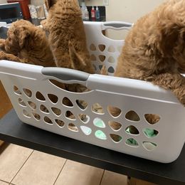 Goldendoodle Puppies from C.P. Puppy Buddies