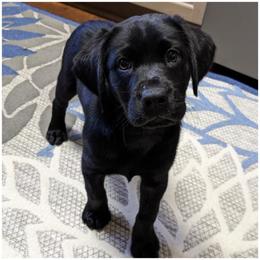 Goldendoodle, Labradoodle, Labrador Retriever, Poodle, and Sheepadoodle Puppies from Apple Creek Doodles