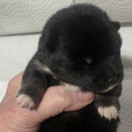 Gift Alpha Girl 1 - Black and tan female Shiba Inu puppy in Brecksville, Ohio from Shomaisou Shiba Inu