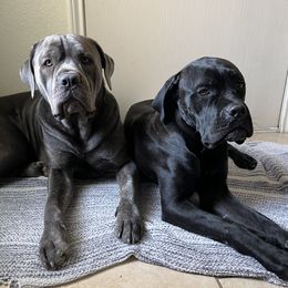 Cane Corso puppies from jada dupre