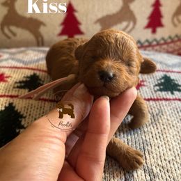 Female 3 - Red  female Poodle puppy in Modesto, California from Oso’s Red Toy, Mini, & Standard Poodles