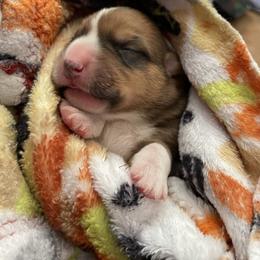 Cupid - Red and white male Cardigan Welsh Corgi puppy in Barstow, California from Caldwell’s Corgis of Southern California
