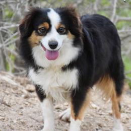 Frieda - Miniature Australian Shepherd
